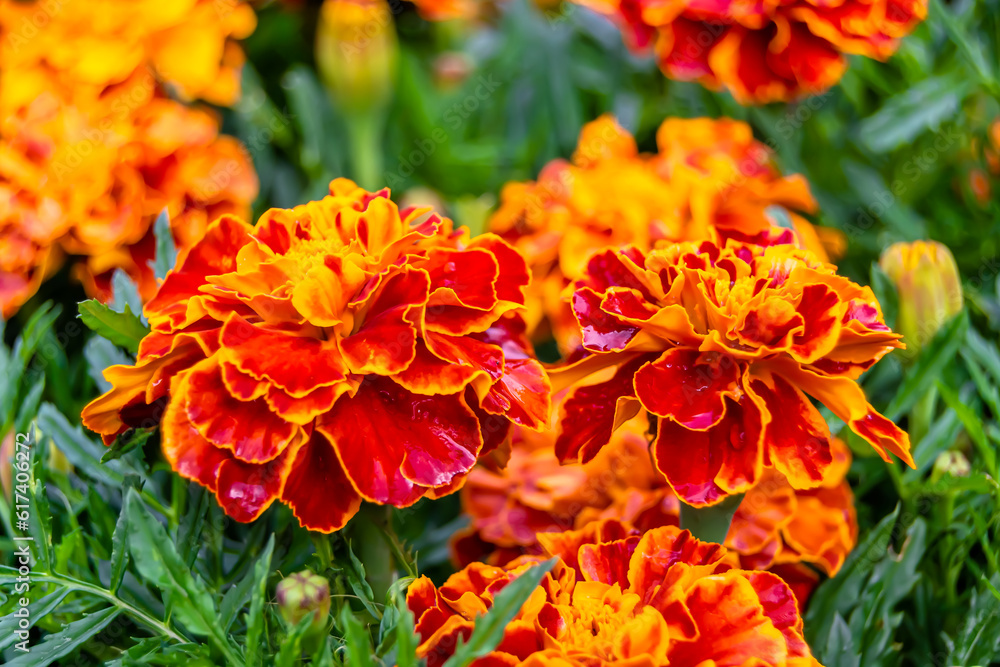 Fine wild growing flower marigold calendula on background meadow Fine wild growing flower marigold calendula on background meadow