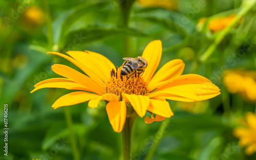 Beautiful wild flower winged bee on background foliage meadow © oleg525
