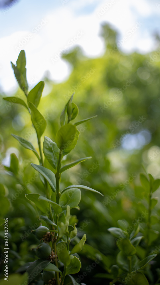 Fototapeta premium A green bush on a bright sunny day