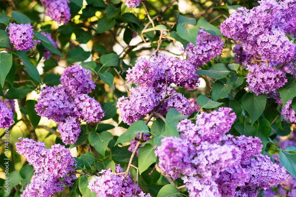 The lilac blossomed on the cherry tree. Beautiful background with flowers. The lilac blossomed on the cherry tree. Beautiful background with flowers.