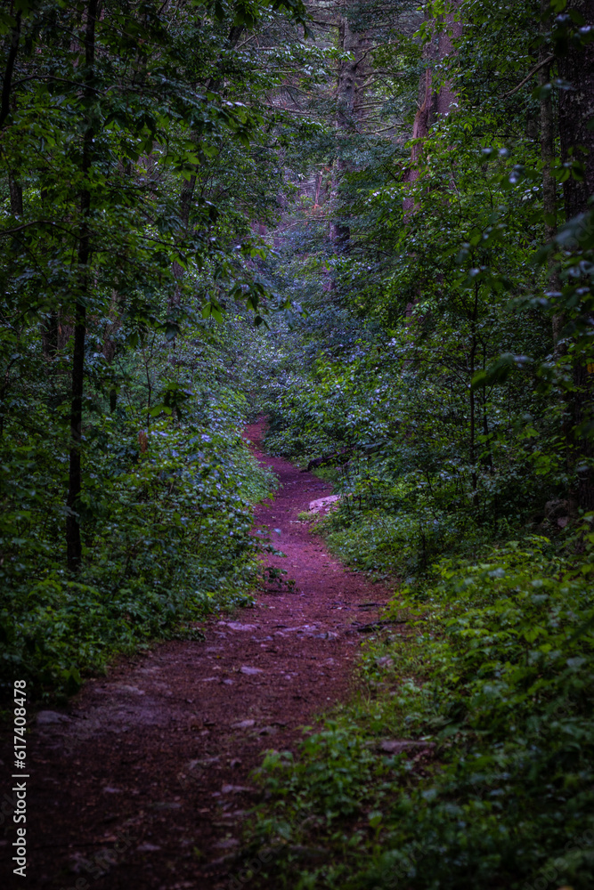 Fototapeta premium Footpath at Noon Hill Reservation, Medfield Massachusetts