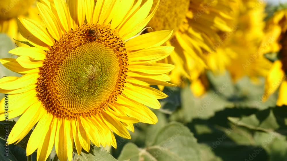 Yellow blooming flower with honey bee. Provence in France. Slow motion Yellow blooming flower with honey bee. Provence in France. Slow motion