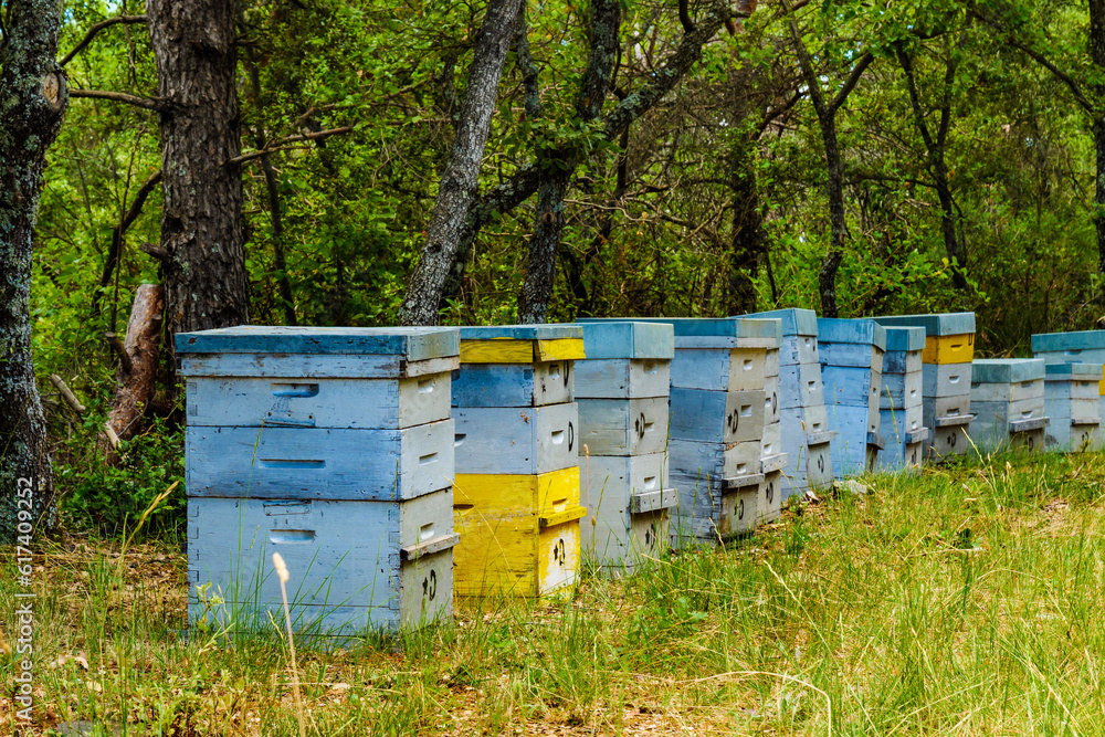 Bee hives in green forest. Beekeeping. Bee hives in green forest. Beekeeping.