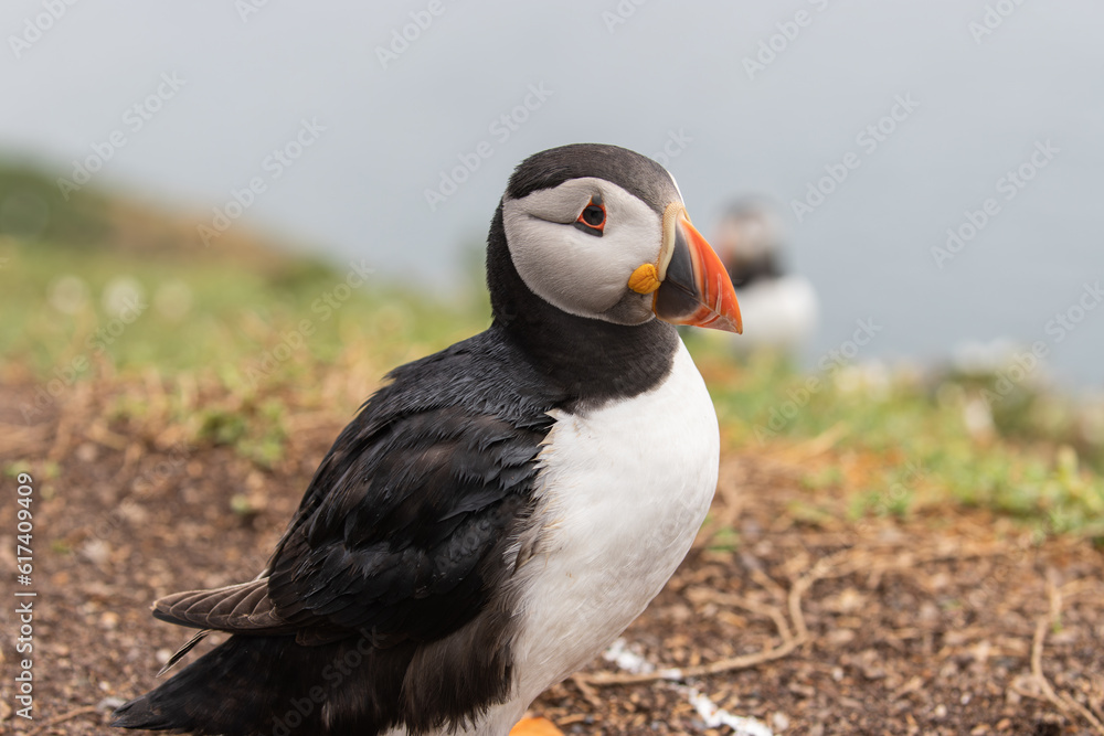 Close up portrait of an Atlantic puffin on Skomer Island, Pembrokeshire Close up portrait of an Atlantic puffin on Skomer Island, Pembrokeshire