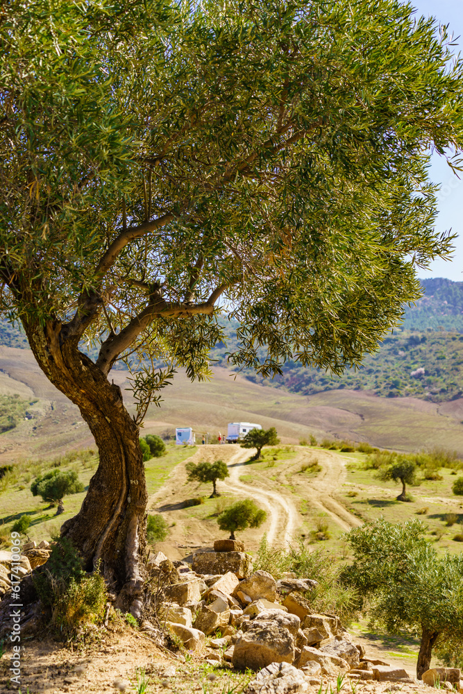 Old olive tree on hill in Andalucia Spain Old olive tree on hill in Andalucia Spain
