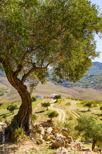Fototapeta Naklejka Na Ścianę i Meble -  Old olive tree on hill in Andalucia Spain