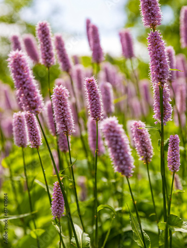 Flowerbed with European bistort at Graasten Slotspark