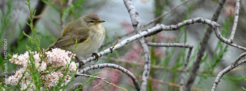 Common chiffchaff (Phylloscopus collybita) in a tamrisk // Zilpzalp in einer Tamariske - Greece photo