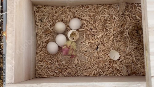 孵化したての雛の子育てをするオカメインコ