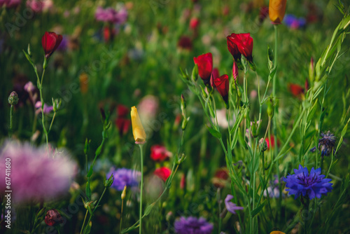 field of poppies