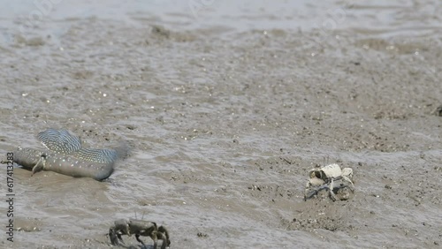 求愛のジャンプをするムツゴロウ