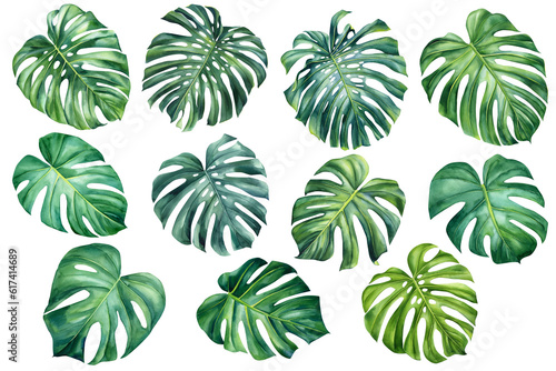 Jungle botanical watercolor illustrations  floral elements. Monstera  green palm leaves. Tropical leaves set