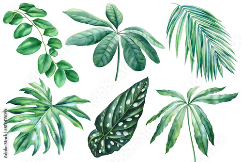 Group exotic leaves. Green palm leaves  isolated background  botanical illustration  watercolor nature tropical forest 