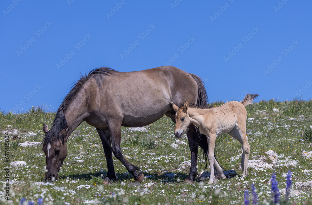 Wild Horse Mare and Foal in Summer in the Pryor Mountains Montana Wild Horse Mare and Foal in Summer in the Pryor Mountains Montana
