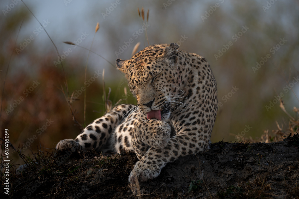 A leopard, Panthera pardus, grooming itself. A leopard, Panthera pardus, grooming itself.
