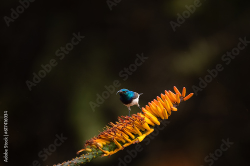 A White Bellied Sunbird, Cinnyris talatala, perched on an aloe flower. photo