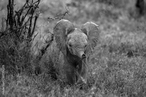A baby elephant, Loxodonta africana, using its trunk to smell, in black and white.