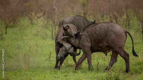 Two buffalo fighting, Syncerus caffer. photo