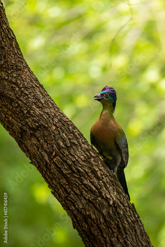 A Purple Crested Turaco,  Gallirex porphyreolophus, on a branch. photo