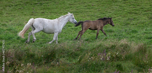 horses running, ireland, connamara, 