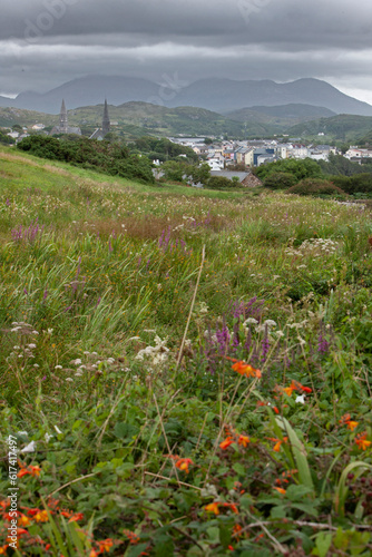 Westcoast Ireland. Clifden, Connemara. Meadow with flowers. Field.