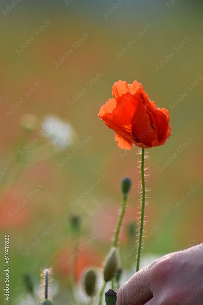 Naklejka premium Mohn-Pflanzen-Blumen-Mohnfeld-Feld-Natur