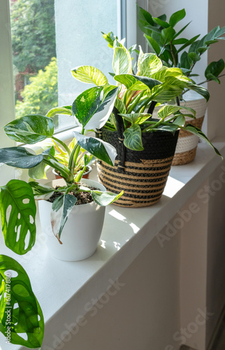 Close up of leaves philodendron white princess, birkin, monstera in the pot at home. Indoor gardening. Hobby. Green houseplants. Modern room decor, interior. Lifestyle, Still life with plants