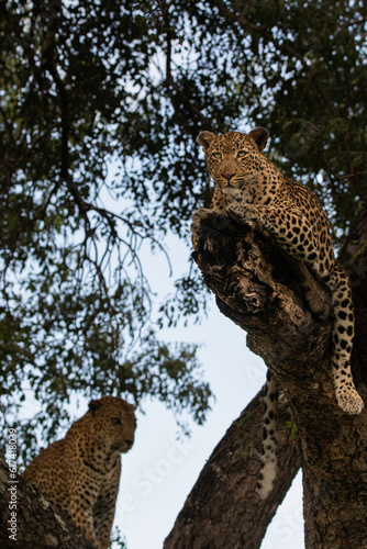 A female and male leopard, Panthera pardus, together in a Marula tree, Sclerocarya birrea. photo