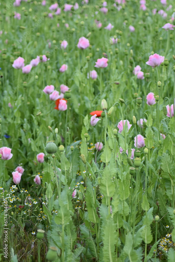 Mohn-Pflanzen-Blumen-Mohnfeld-Feld-Natur Mohn-Pflanzen-Blumen-Mohnfeld-Feld-Natur
