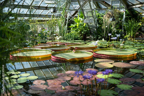 Fotografie Greenhouse with tropical Victoria Amazonica