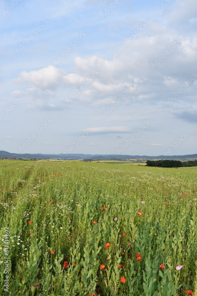 Mohn-Mohnfelder-Blüten-Blumen-Natur-Felder