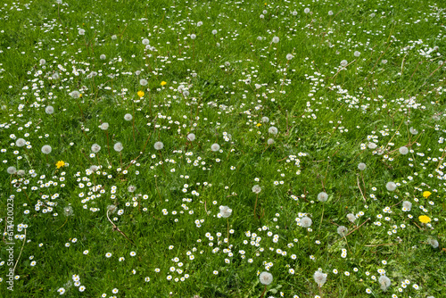 Field of green grass and blooming daisies and dandelions, a lawn in spring. photo