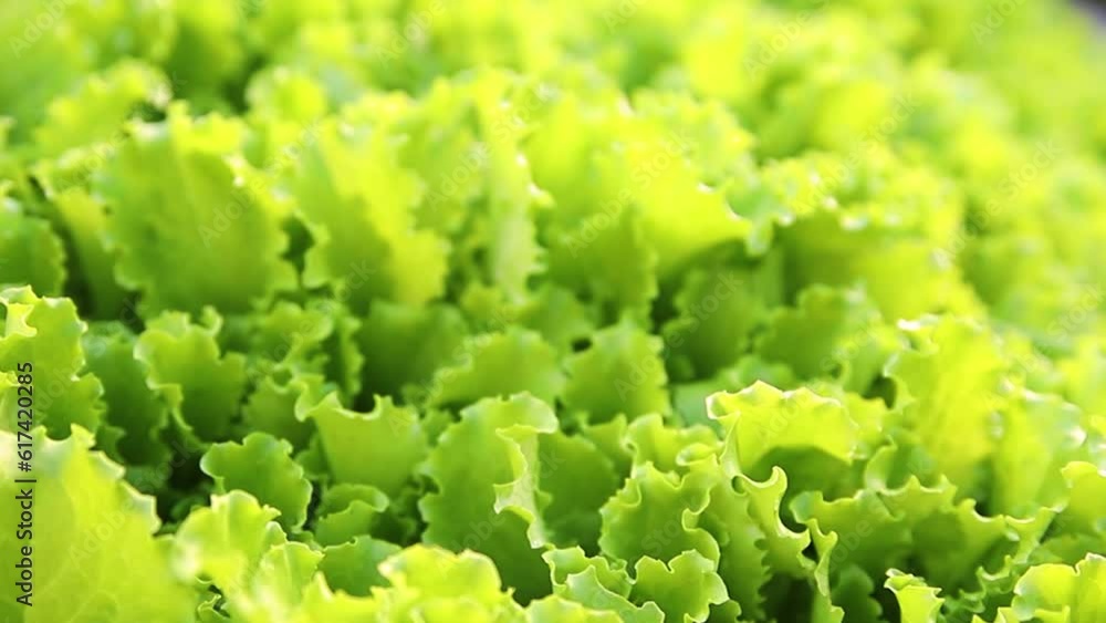 Green lettuce leaves in the garden. Natural background and texture. Organic farm. Healthy eating. Foods rich in vitamins. Agricultural industry. Green lettuce leaves in the garden. Natural background and texture. Organic farm. Healthy eating. Foods rich in vitamins. Agricultural industry.