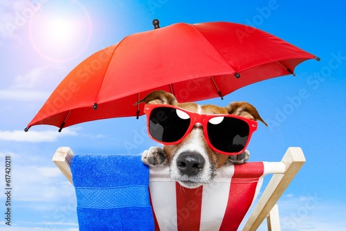 dog with a umbrella