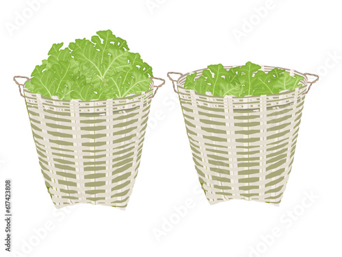 Lactuca sativa on a white background.