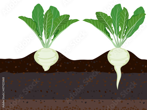 turnips on a white background.