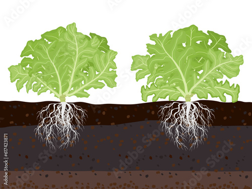 Lactuca sativa on a white background.