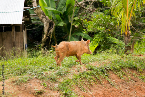 Wild pigs on a farm in the Peruvian jungle.