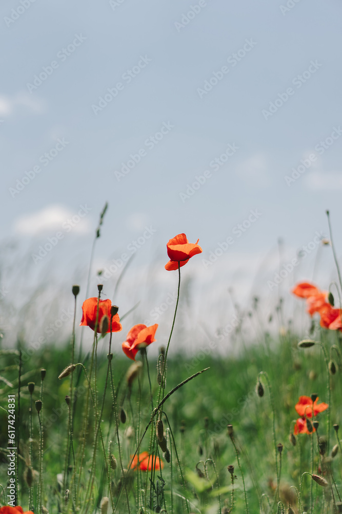 Obraz premium A field with poppies blooming everywhere in summer. Red flowered in the summer field