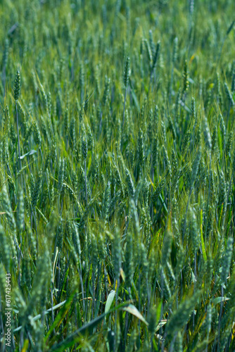 Fresh ears of young green wheat in spring field. Agriculture scene.