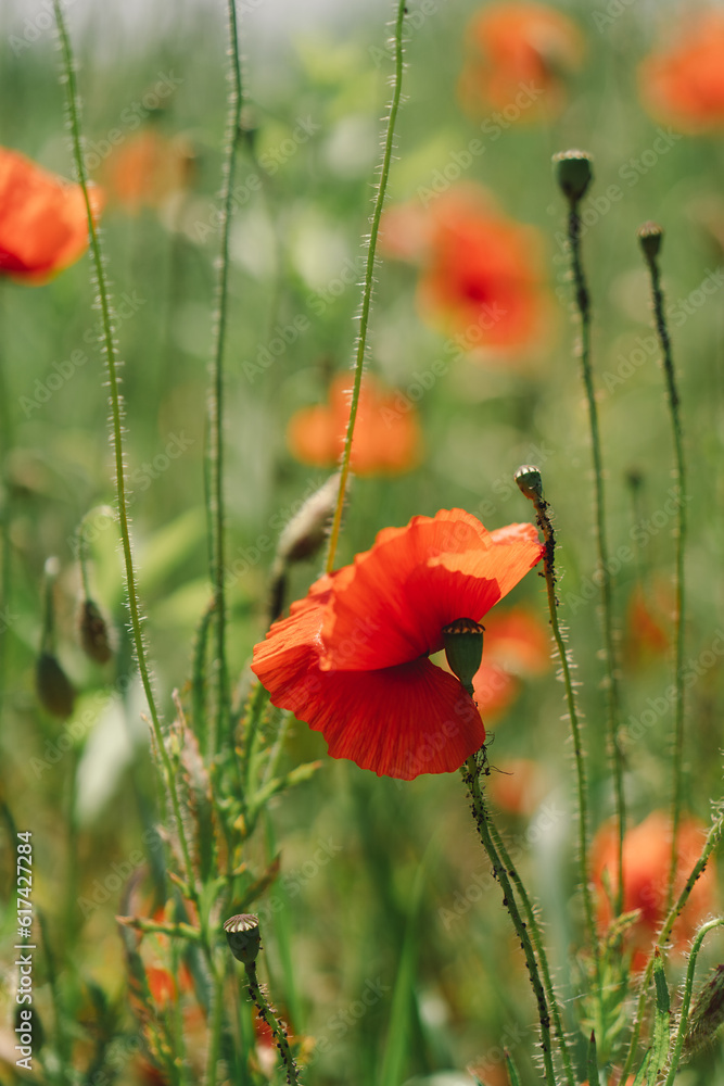 Obraz premium A field with poppies blooming everywhere in summer. Red flowered in the summer field