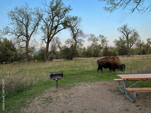 Bison in the North Unit Campground in Theodore Roosevelt National Park in North Dakota USA. © Joni