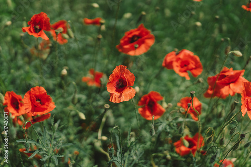 A field with poppies blooming everywhere in summer. Red flowered in the summer field