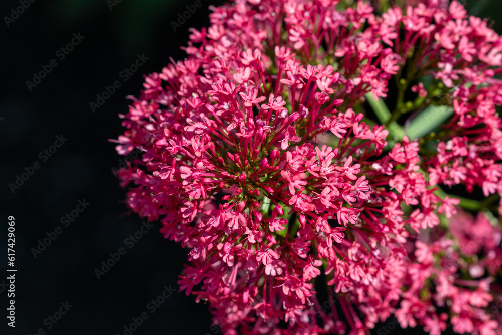 Red Valerian (Centranthus ruber) with a dark background. Red Valerian (Centranthus ruber) with a dark background.