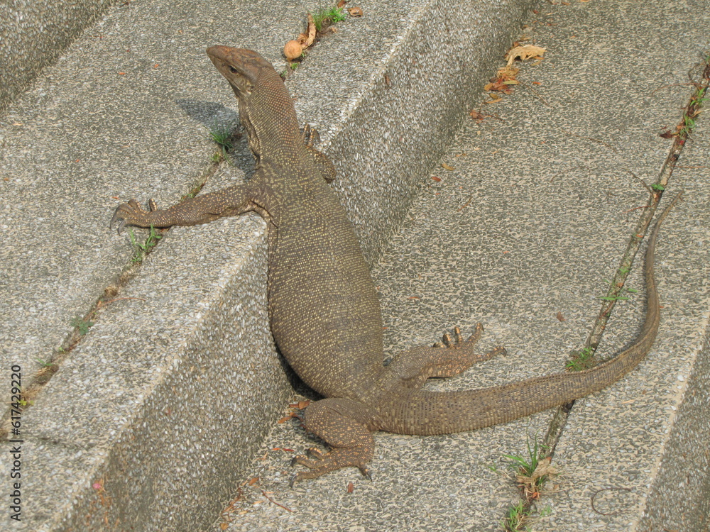 Monitor lizard sunbathing on the stairs in the Perdana Botanical Garden
