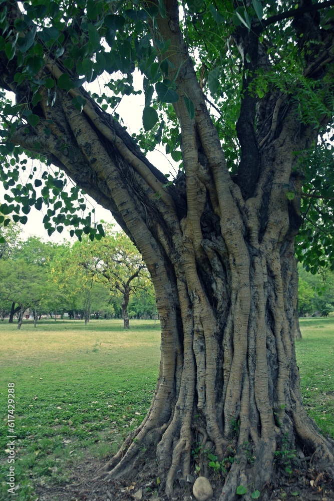 tree in the park tree in the park