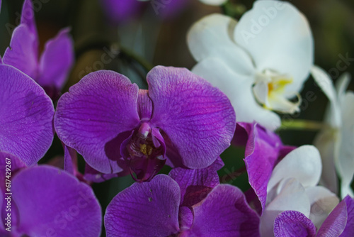 purple orchid in the garden