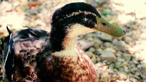 Pacific Black Duck Adult Lone Looking Around Face Bill Eye