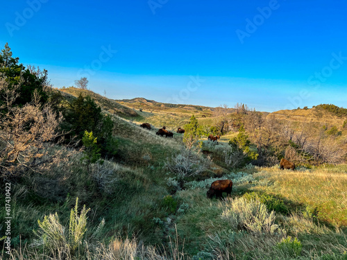Foto Bison in the badlands hills and mountains in Theodore Roosevelt National Park in North Dakota