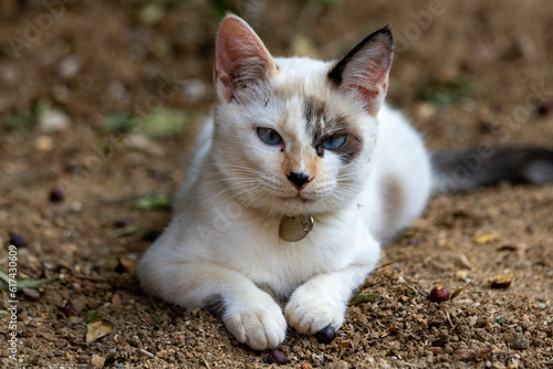 Filhote de gatinho branco de olhos azuis, com pinta preta no nariz e em um dos olhos, deitado descansando no chão de terra.
 photo